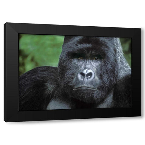 Zaire, Virungas NPSilverback mountain gorilla Black Modern Wood Framed Art Print by Welling, Dave