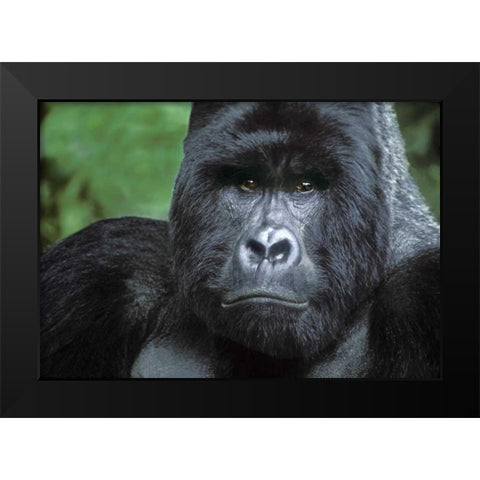 Zaire, Virungas NPSilverback mountain gorilla Black Modern Wood Framed Art Print by Welling, Dave