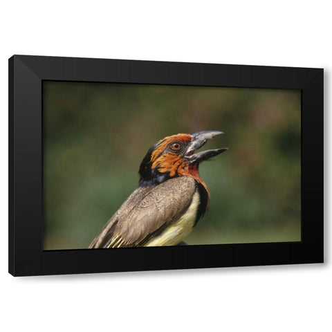 Zimbabwe Close-up of black-collared barbet Black Modern Wood Framed Art Print by Williams, Joanne