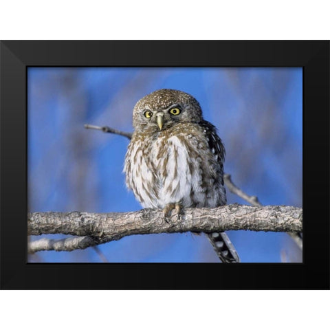Zimbabwe Close-up of pearl spotted owl on branch Black Modern Wood Framed Art Print by Williams, Joanne
