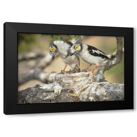 Zimbabwe Helmetshrike on nest with babies Black Modern Wood Framed Art Print by Williams, Joanne