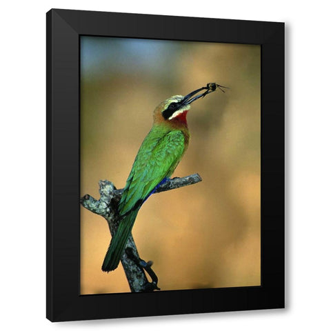 Zimbabwe White-fronted bee-eater with a bee Black Modern Wood Framed Art Print by Williams, Joanne