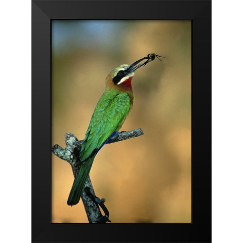Zimbabwe White-fronted bee-eater with a bee Black Modern Wood Framed Art Print by Williams, Joanne