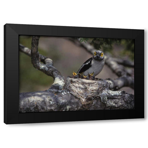 Zimbabwe White helmutshrike on nest with chicks Black Modern Wood Framed Art Print by Williams, Joanne