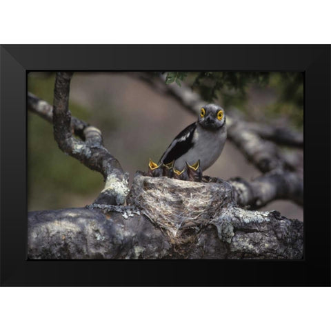 Zimbabwe White helmutshrike on nest with chicks Black Modern Wood Framed Art Print by Williams, Joanne
