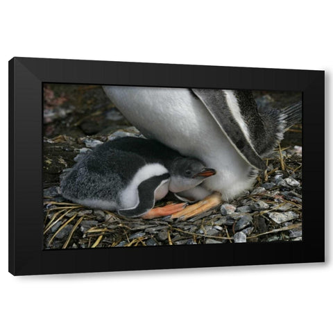 South Georgia Isl, Gold Bay Gentoo penguin chick Black Modern Wood Framed Art Print by Morris, Arthur
