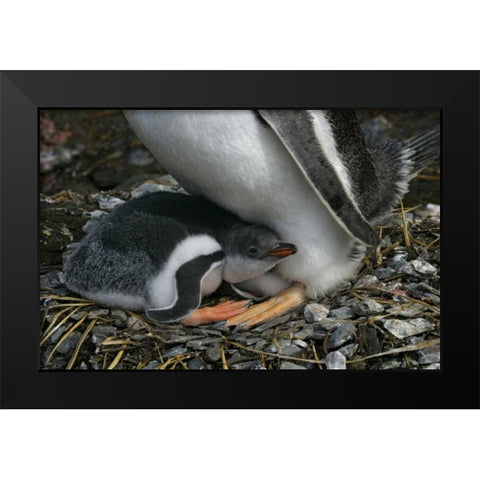 South Georgia Isl, Gold Bay Gentoo penguin chick Black Modern Wood Framed Art Print by Morris, Arthur
