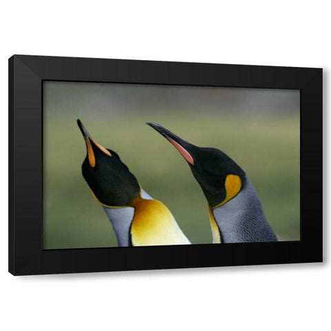 South Georgia Isl King penguins in courtship Black Modern Wood Framed Art Print by Morris, Arthur