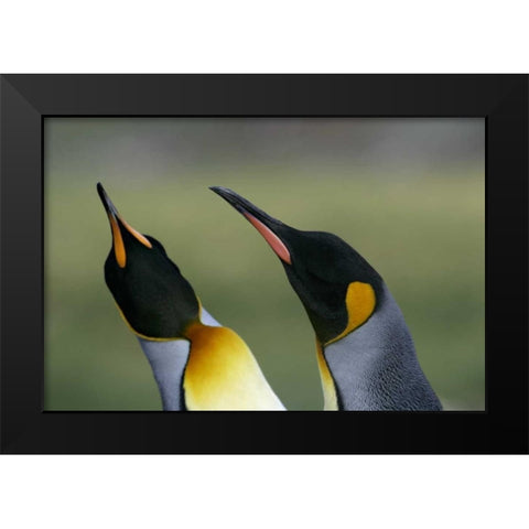South Georgia Isl King penguins in courtship Black Modern Wood Framed Art Print by Morris, Arthur