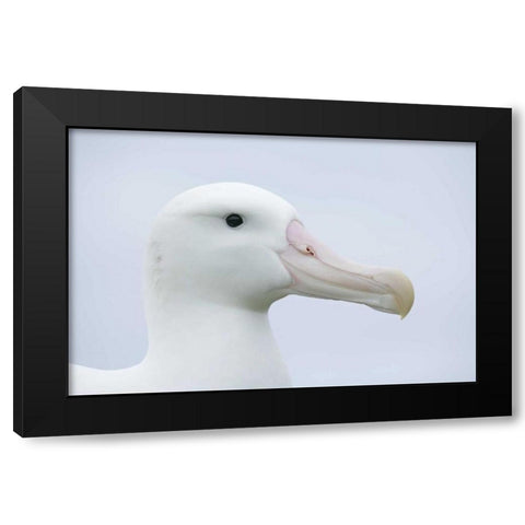 South Georgia Isl, Prion Isl Wandering albatross Black Modern Wood Framed Art Print with Double Matting by Morris, Arthur