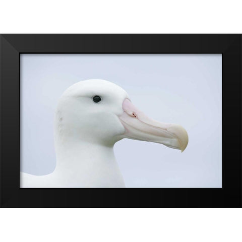 South Georgia Isl, Prion Isl Wandering albatross Black Modern Wood Framed Art Print by Morris, Arthur