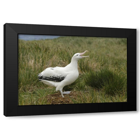 South Georgia Isl, Prion Isl Wandering albatross Black Modern Wood Framed Art Print by Morris, Arthur