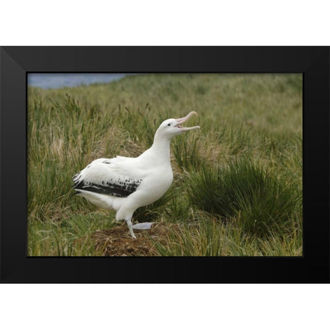 South Georgia Isl, Prion Isl Wandering albatross Black Modern Wood Framed Art Print by Morris, Arthur
