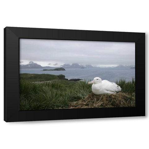 South Georgia Isl, Prion Isl Wandering albatross Black Modern Wood Framed Art Print by Morris, Arthur