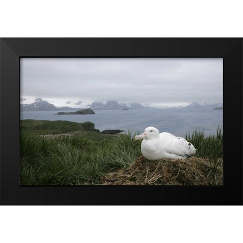 South Georgia Isl, Prion Isl Wandering albatross Black Modern Wood Framed Art Print by Morris, Arthur