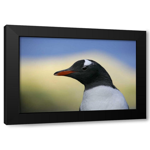South Georgia Is, Stromess Bay Gentoo penguin Black Modern Wood Framed Art Print by Morris, Arthur