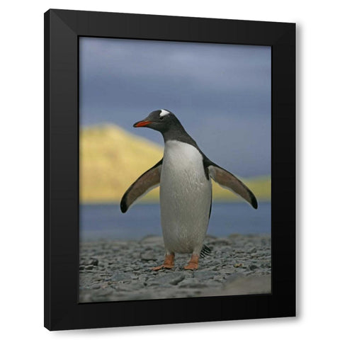 South Georgia Isl, Stromess Bay Gentoo penguin Black Modern Wood Framed Art Print by Morris, Arthur