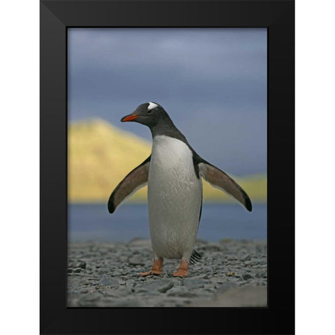 South Georgia Isl, Stromess Bay Gentoo penguin Black Modern Wood Framed Art Print by Morris, Arthur
