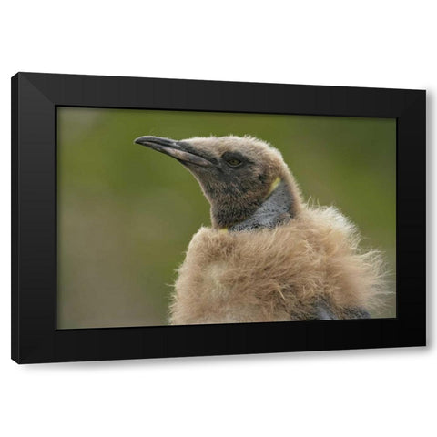 South Georgia Island Molting king penguin chick Black Modern Wood Framed Art Print by Morris, Arthur
