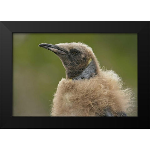 South Georgia Island Molting king penguin chick Black Modern Wood Framed Art Print by Morris, Arthur