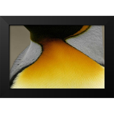 South Georgia Island Detail of king penguin Black Modern Wood Framed Art Print by Morris, Arthur