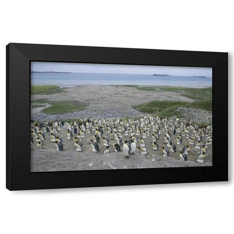 South Georgia Island King penguin colony Black Modern Wood Framed Art Print by Morris, Arthur