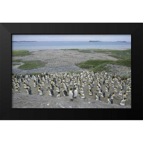 South Georgia Island King penguin colony Black Modern Wood Framed Art Print by Morris, Arthur