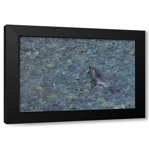 South Georgia Island Southern fur seal swimming Black Modern Wood Framed Art Print with Double Matting by Paulson, Don