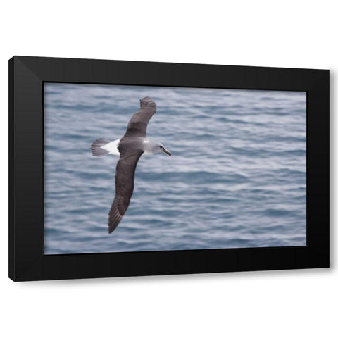 South Georgia Island Gray-headed albatross Black Modern Wood Framed Art Print by Paulson, Don