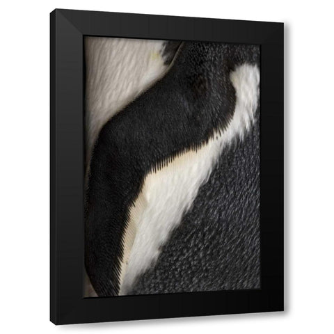 South Georgia Island Gentoo penguin flipper Black Modern Wood Framed Art Print with Double Matting by Paulson, Don