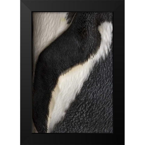 South Georgia Island Gentoo penguin flipper Black Modern Wood Framed Art Print by Paulson, Don