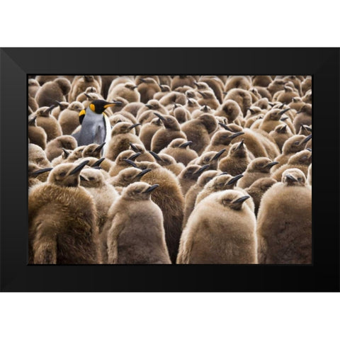 South Georgia Island Young king penguin chicks Black Modern Wood Framed Art Print by Paulson, Don