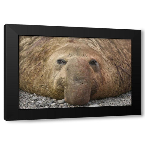 South Georgia Island Bull elephant seal Black Modern Wood Framed Art Print by Paulson, Don