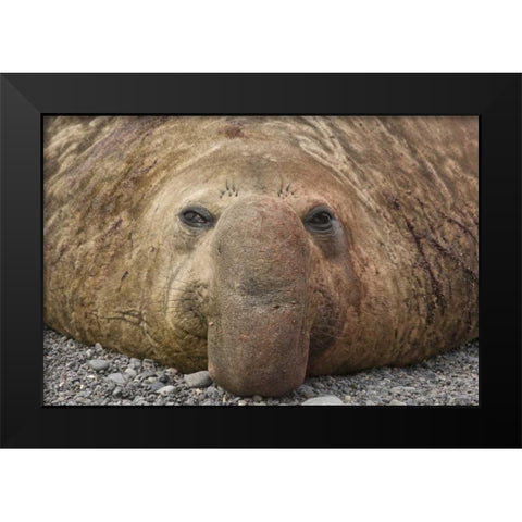 South Georgia Island Bull elephant seal Black Modern Wood Framed Art Print by Paulson, Don