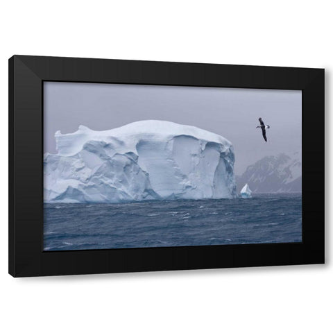 South Georgia Island Albatross by an iceberg Black Modern Wood Framed Art Print by Paulson, Don