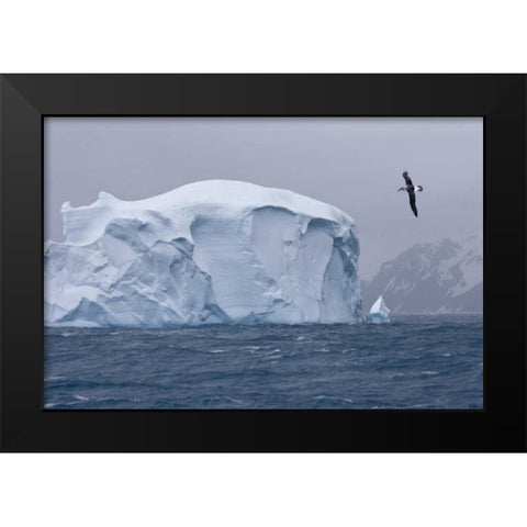 South Georgia Island Albatross by an iceberg Black Modern Wood Framed Art Print by Paulson, Don