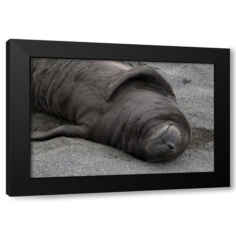 South Georgia Island Elephant seal pup sleeps Black Modern Wood Framed Art Print with Double Matting by Paulson, Don