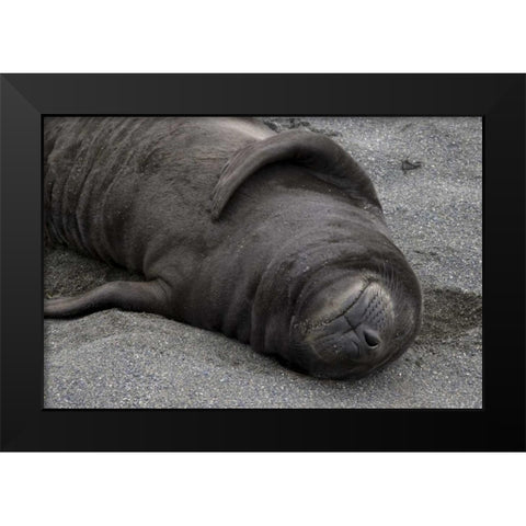 South Georgia Island Elephant seal pup sleeps Black Modern Wood Framed Art Print by Paulson, Don