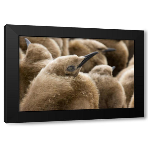 South Georgia Island Young king penguin chicks Black Modern Wood Framed Art Print with Double Matting by Paulson, Don
