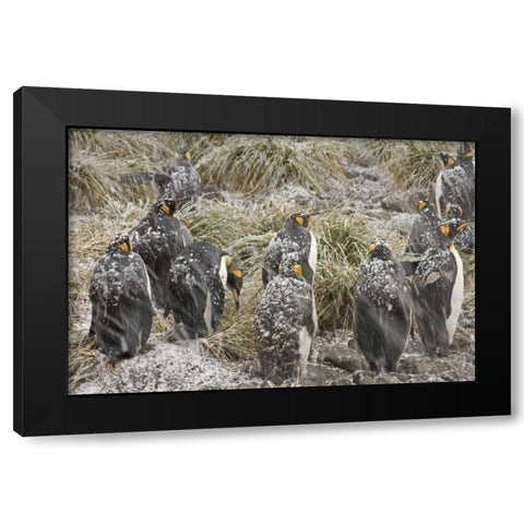 South Georgia Isl, King penguins in snowstorm Black Modern Wood Framed Art Print by Paulson, Don