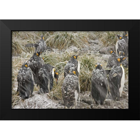 South Georgia Isl, King penguins in snowstorm Black Modern Wood Framed Art Print by Paulson, Don