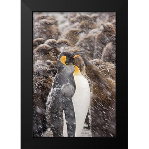 South Georgia Isl, King penguin begs for food Black Modern Wood Framed Art Print by Paulson, Don