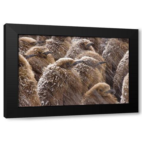 South Georgia Island King penguin chicks in snow Black Modern Wood Framed Art Print by Paulson, Don