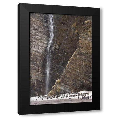 South Georgia Isl, Fortuna King penguin colony Black Modern Wood Framed Art Print with Double Matting by Paulson, Don