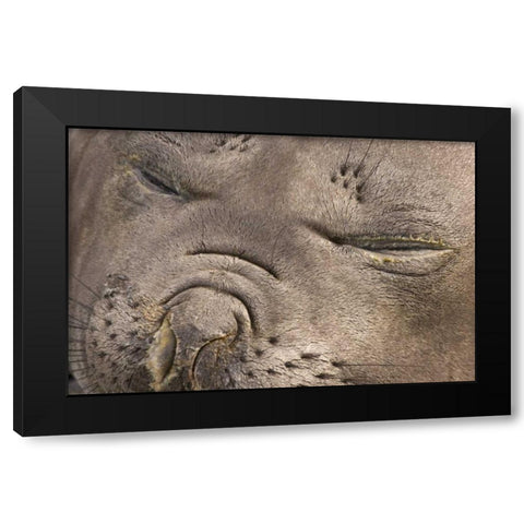 UK Territory, South Georgia IslandElephant seal Black Modern Wood Framed Art Print with Double Matting by Paulson, Don