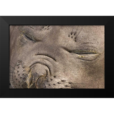 UK Territory, South Georgia IslandElephant seal Black Modern Wood Framed Art Print by Paulson, Don