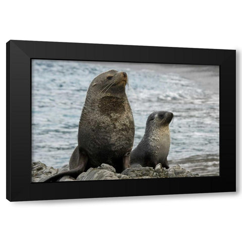 South Georgia Island Mother fur seal and pup Black Modern Wood Framed Art Print with Double Matting by Paulson, Don