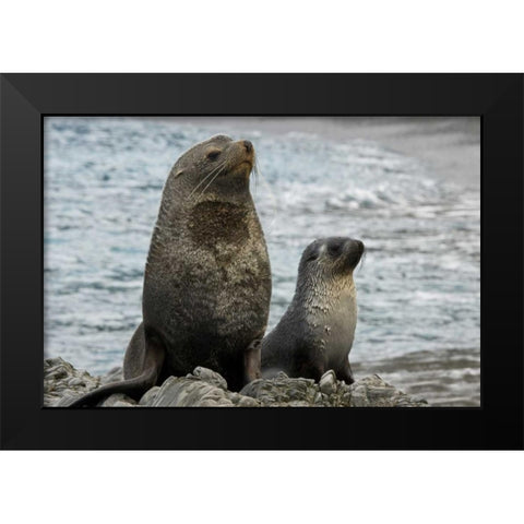 South Georgia Island Mother fur seal and pup Black Modern Wood Framed Art Print by Paulson, Don