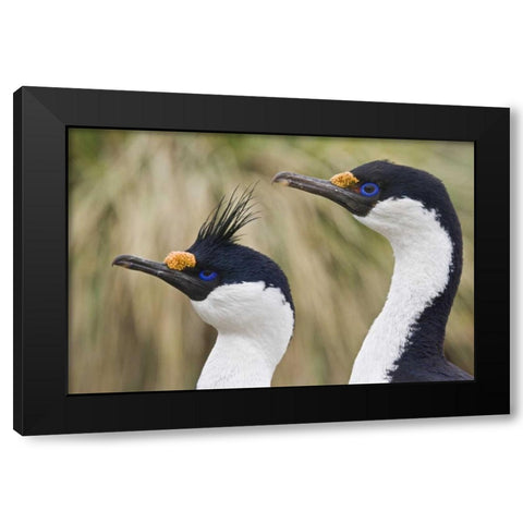 South Georgia Is Blue-eyed cormorants Black Modern Wood Framed Art Print with Double Matting by Paulson, Don