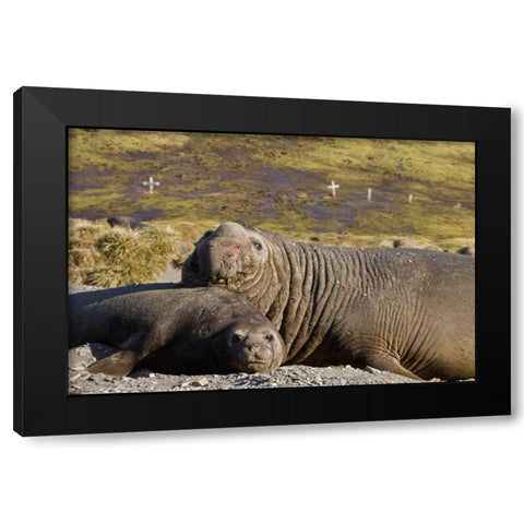 South Georgia Isl Bull elephant seal with harem Black Modern Wood Framed Art Print with Double Matting by Paulson, Don